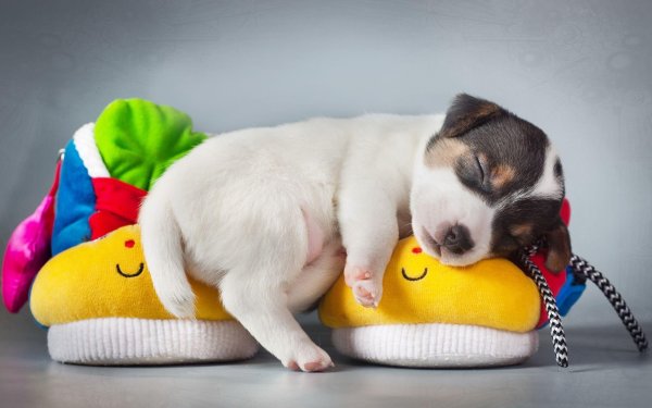 dog-puppies-animals-sleeping-wallpaper-c8665c6a3f1cf7f9ce60192262a91bb0.jpg